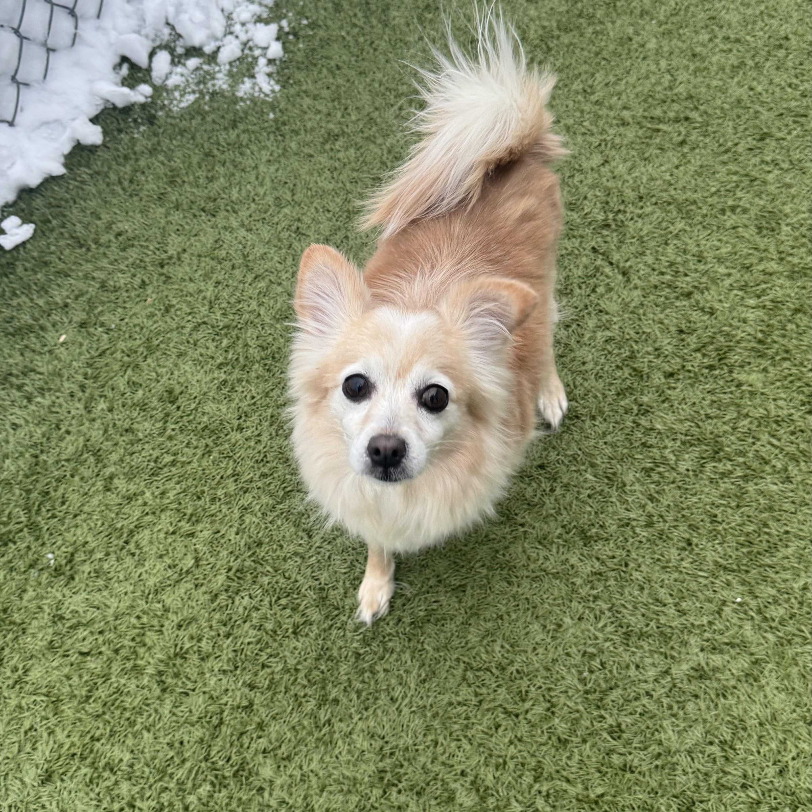 Enlarge Sugar , an adopted mixed breed in Fall River, MA image 1/3