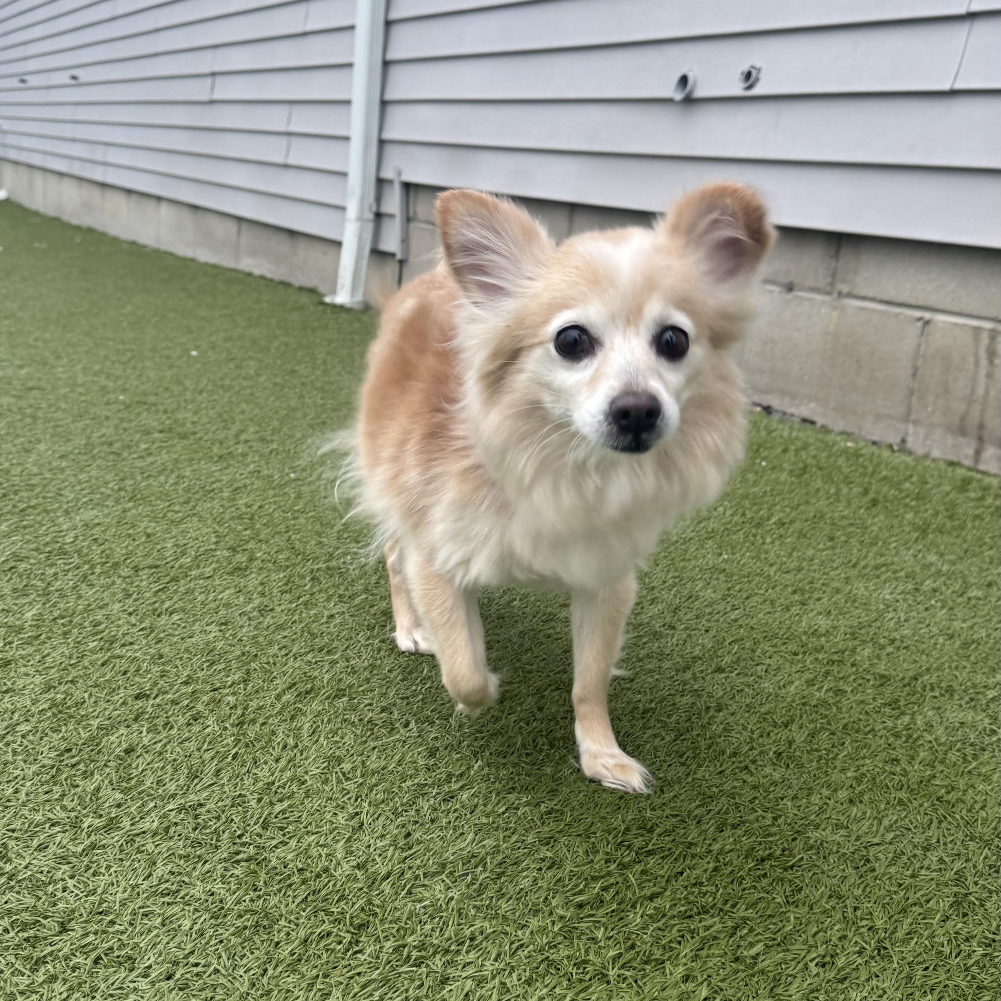 Enlarge Sugar , an adopted mixed breed in Fall River, MA image 2/3