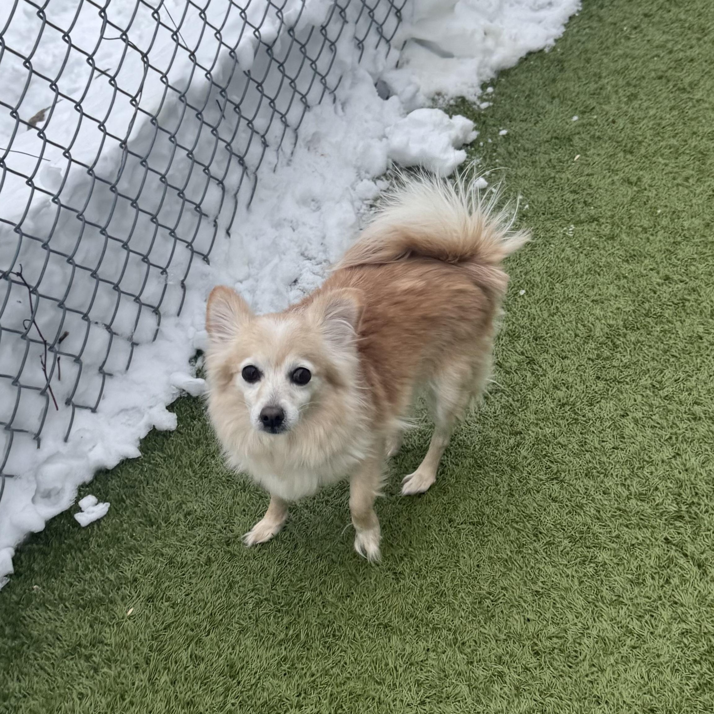 Enlarge Sugar , an adopted mixed breed in Fall River, MA image 3/3