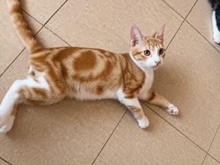 CHEDDAR, Adopted, Kitten Male Domestic Short Hair.