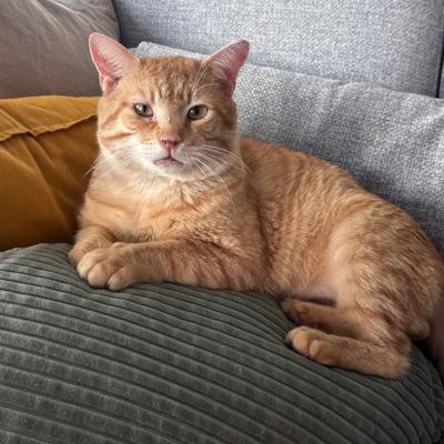 Jameson, Adult Male unknown