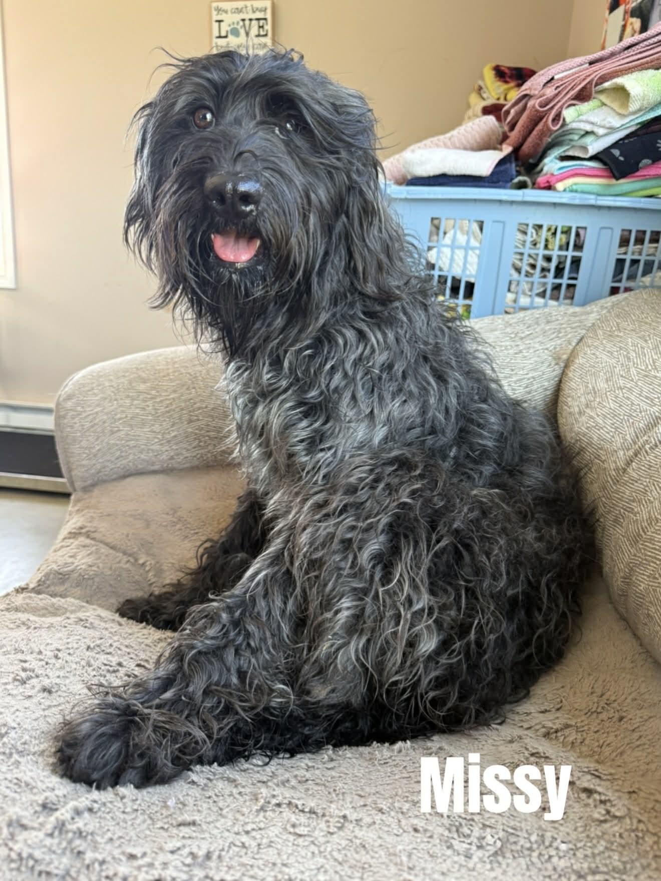 Missy, ADOPTABLE, Young Female Labradoodle.