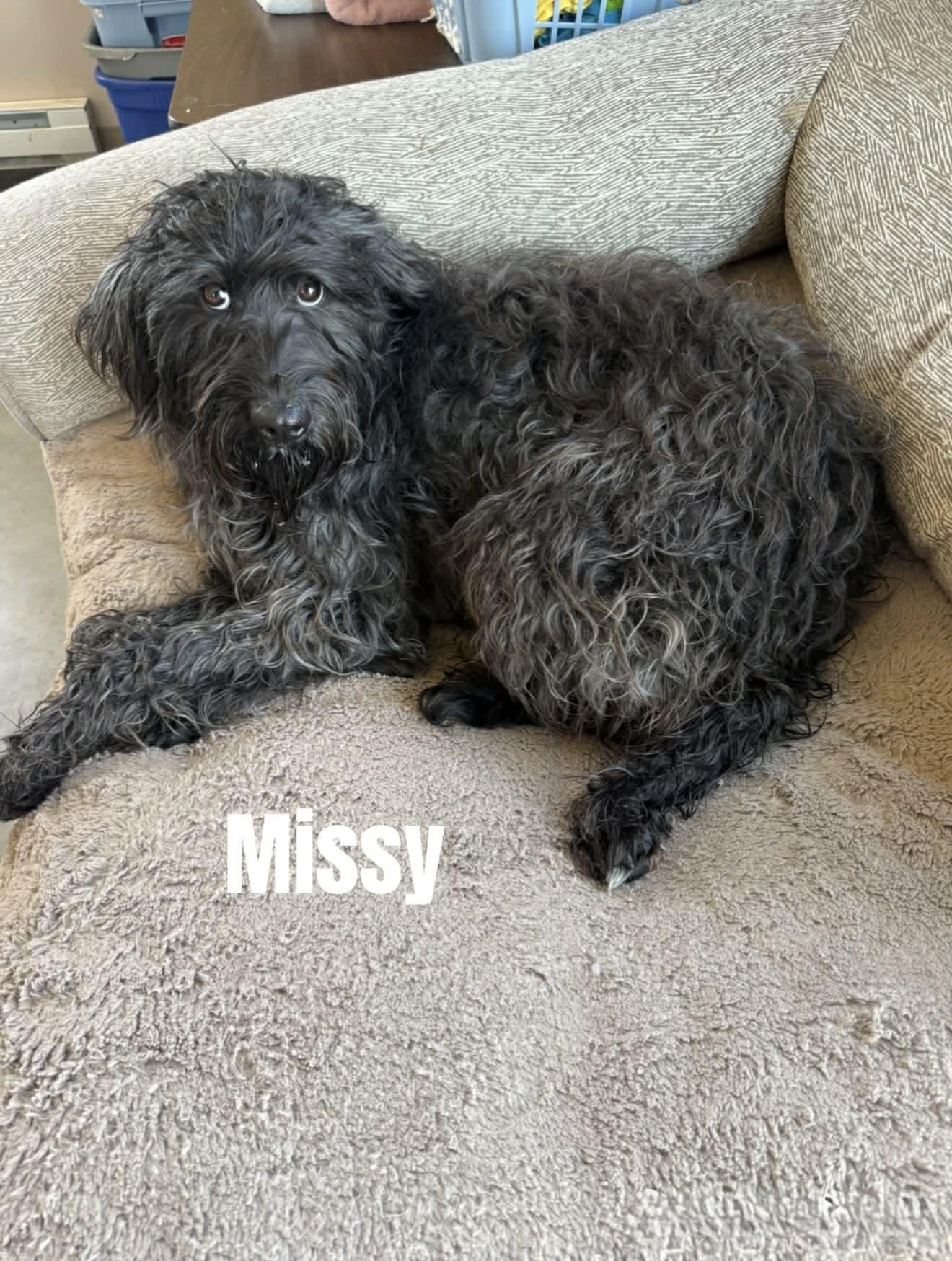 Enlarge Missy, a ADOPTABLE Labradoodle in Quincy, MI image 2/2