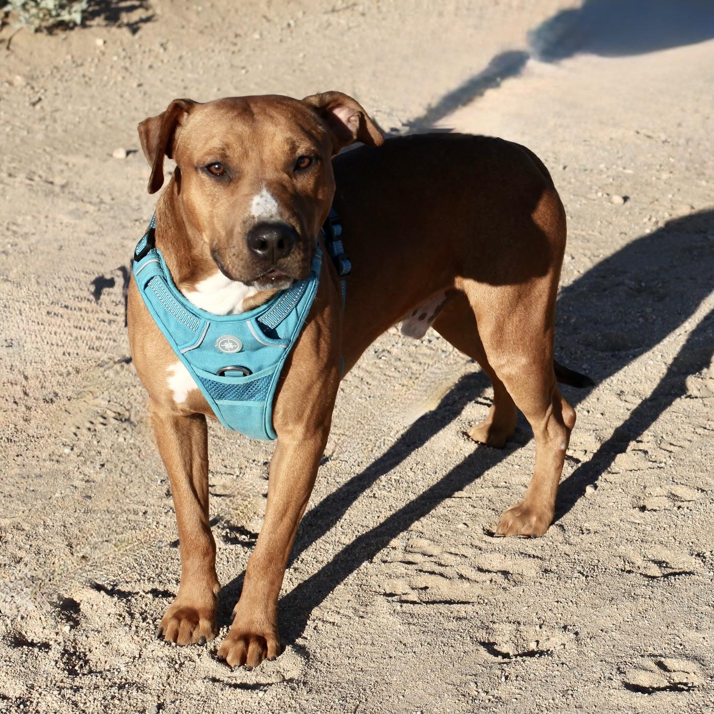 Enlarge WOODSTOCK (WOODY), a Adoptable mixed breed in Joshua Tree, CA image 4/6