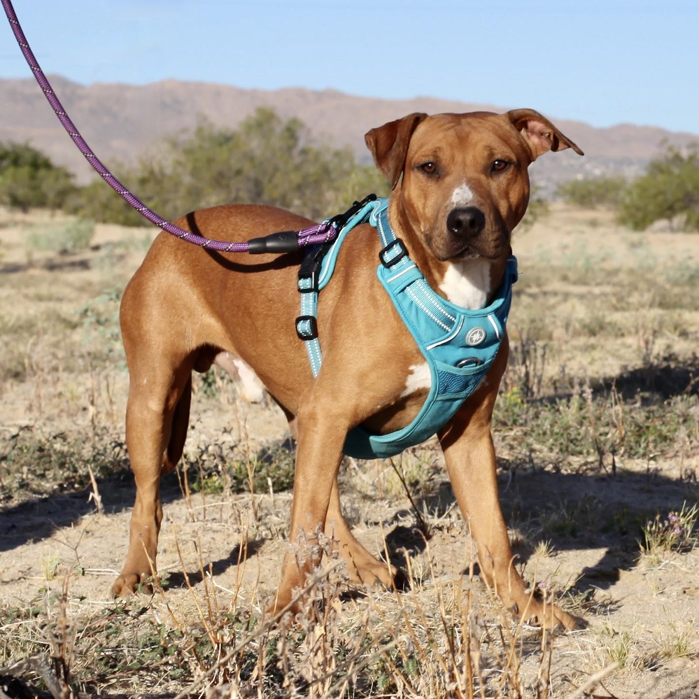 Enlarge WOODSTOCK (WOODY), a Adoptable mixed breed in Joshua Tree, CA image 2/6