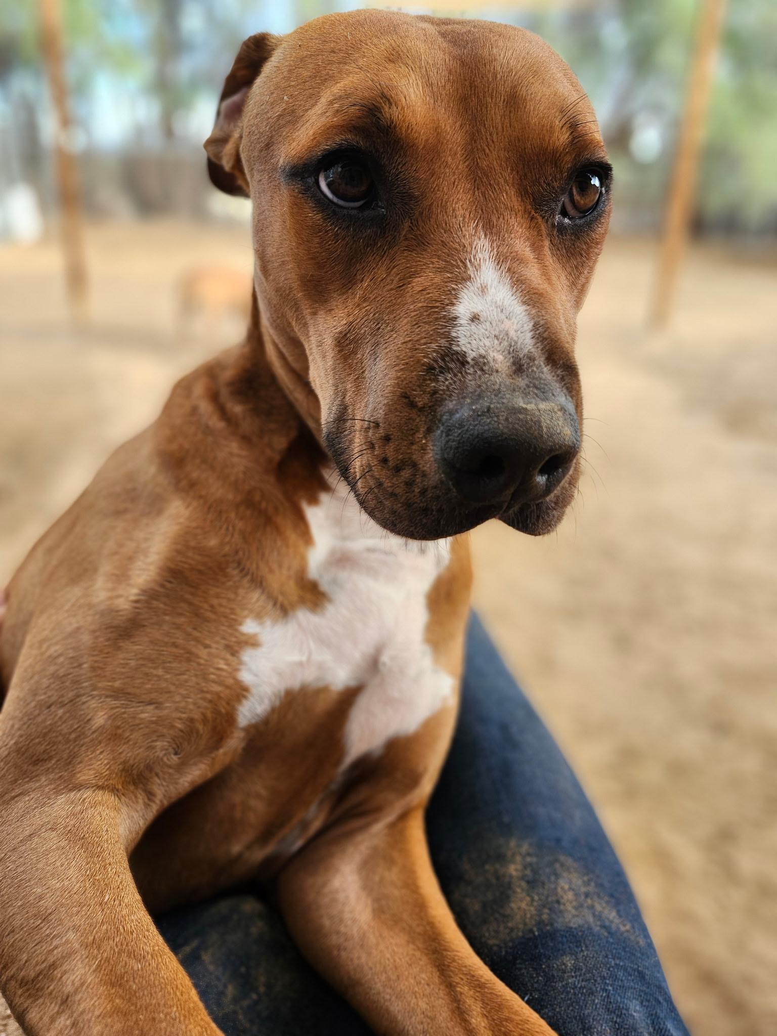 Enlarge WOODSTOCK (WOODY), a Adoptable mixed breed in Joshua Tree, CA image 5/6