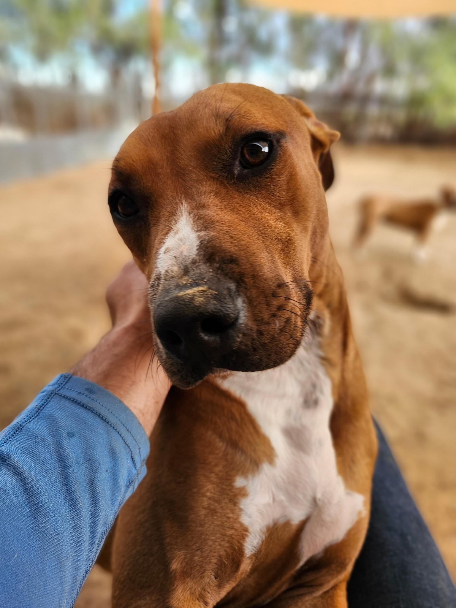 Enlarge WOODSTOCK (WOODY), a Adoptable mixed breed in Joshua Tree, CA image 3/6