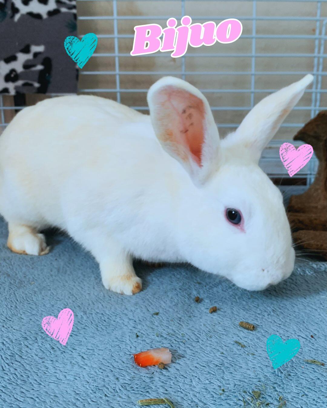 Delilah, Bijuo, and Pashmina, a ADOPTABLE Bunny Rabbit in Walnut Grove, CA image 3/6