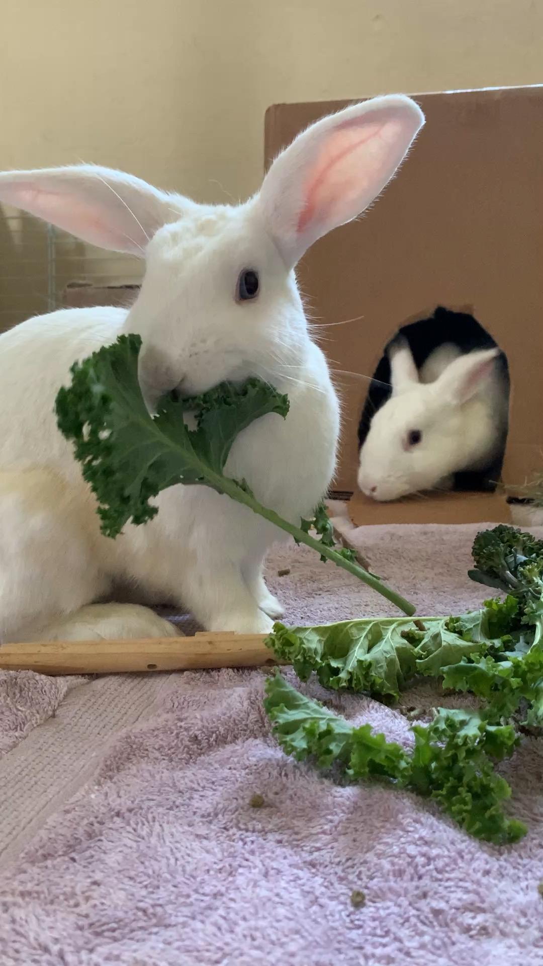 Delilah, Bijuo, and Pashmina, a ADOPTABLE Bunny Rabbit in Walnut Grove, CA image 4/6