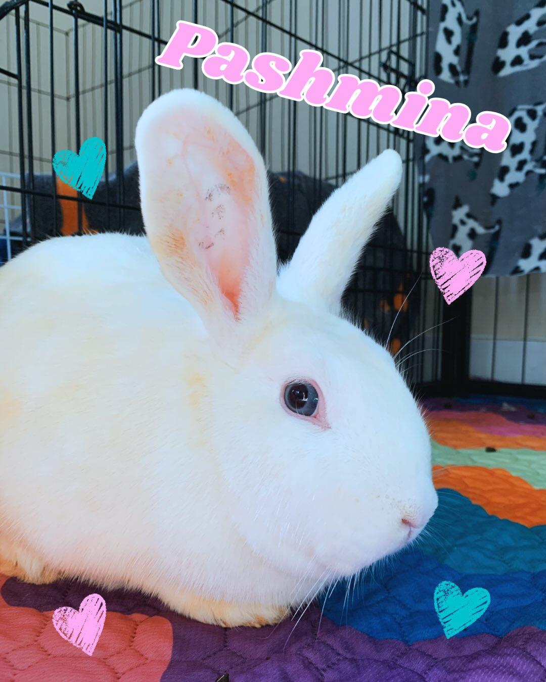 Delilah, Bijuo, and Pashmina, a ADOPTABLE Bunny Rabbit in Walnut Grove, CA image 1/6