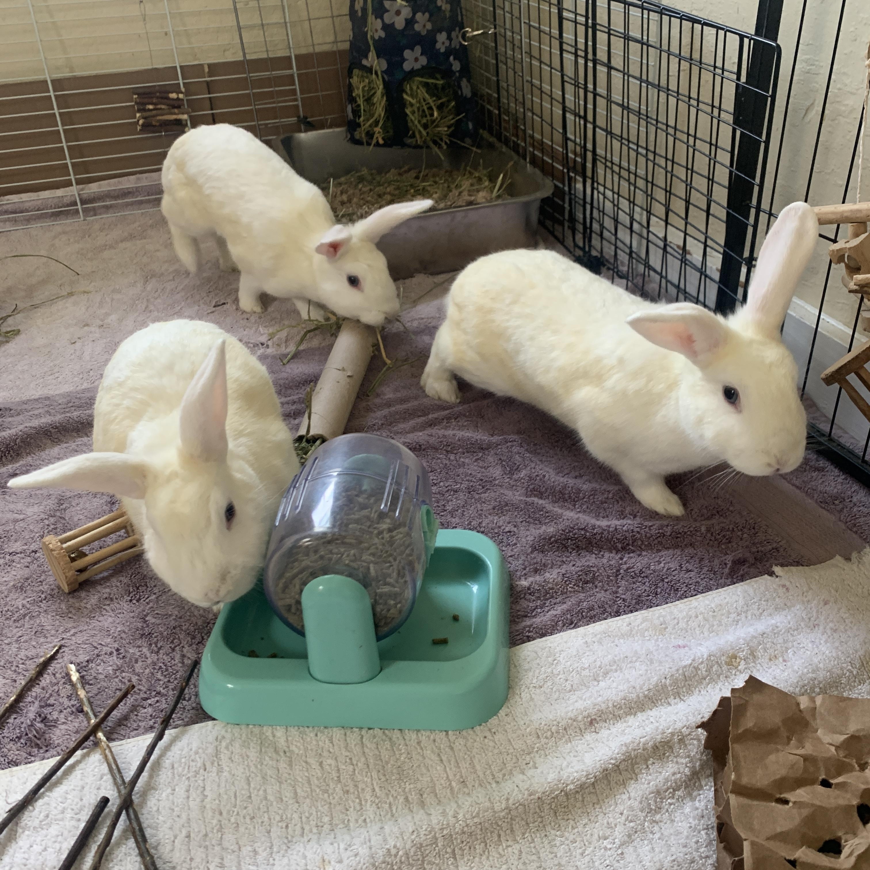 Delilah, Bijuo, and Pashmina, a ADOPTABLE Bunny Rabbit in Walnut Grove, CA image 5/6