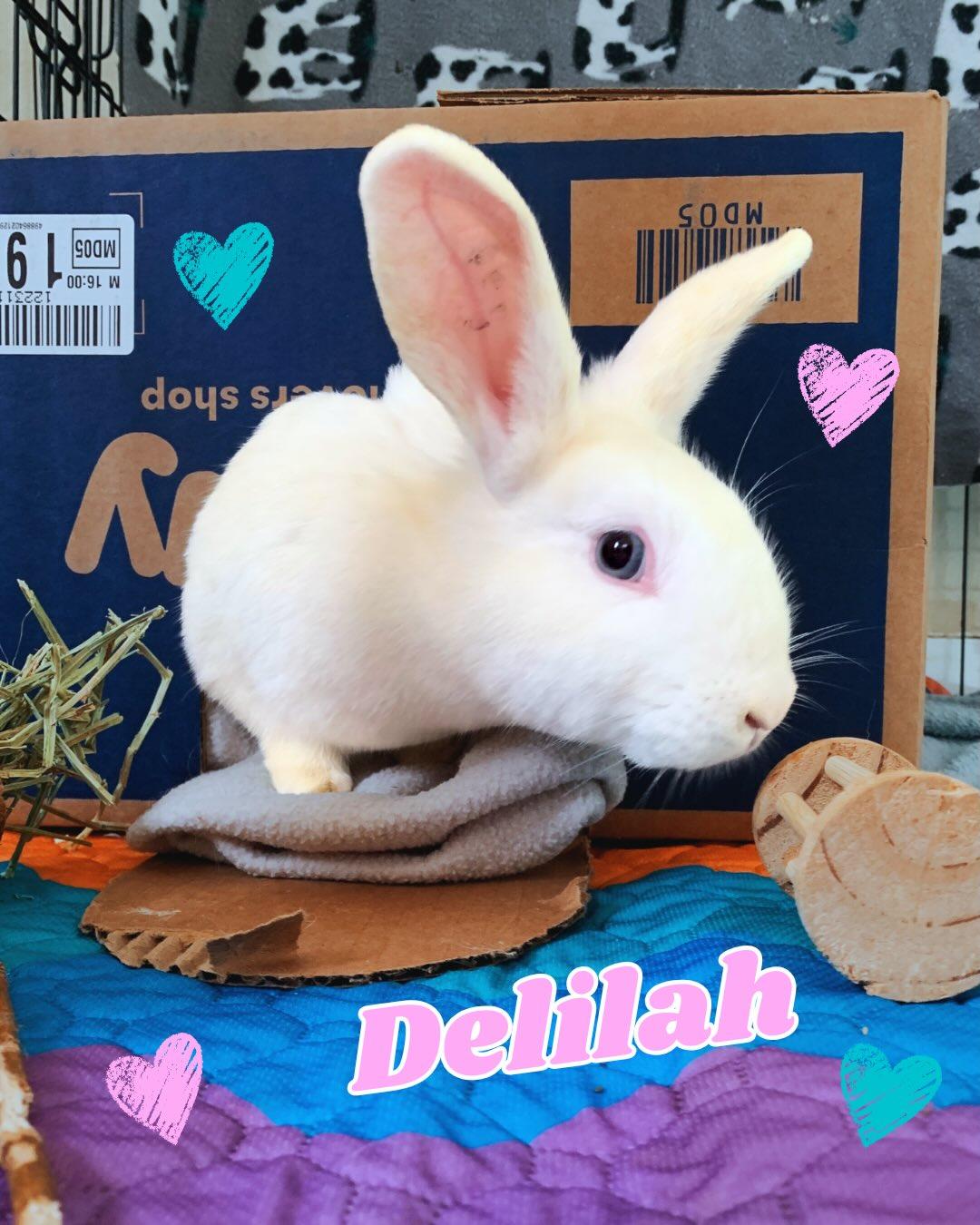 Delilah, Bijuo, and Pashmina, a ADOPTABLE Bunny Rabbit in Walnut Grove, CA image 2/6