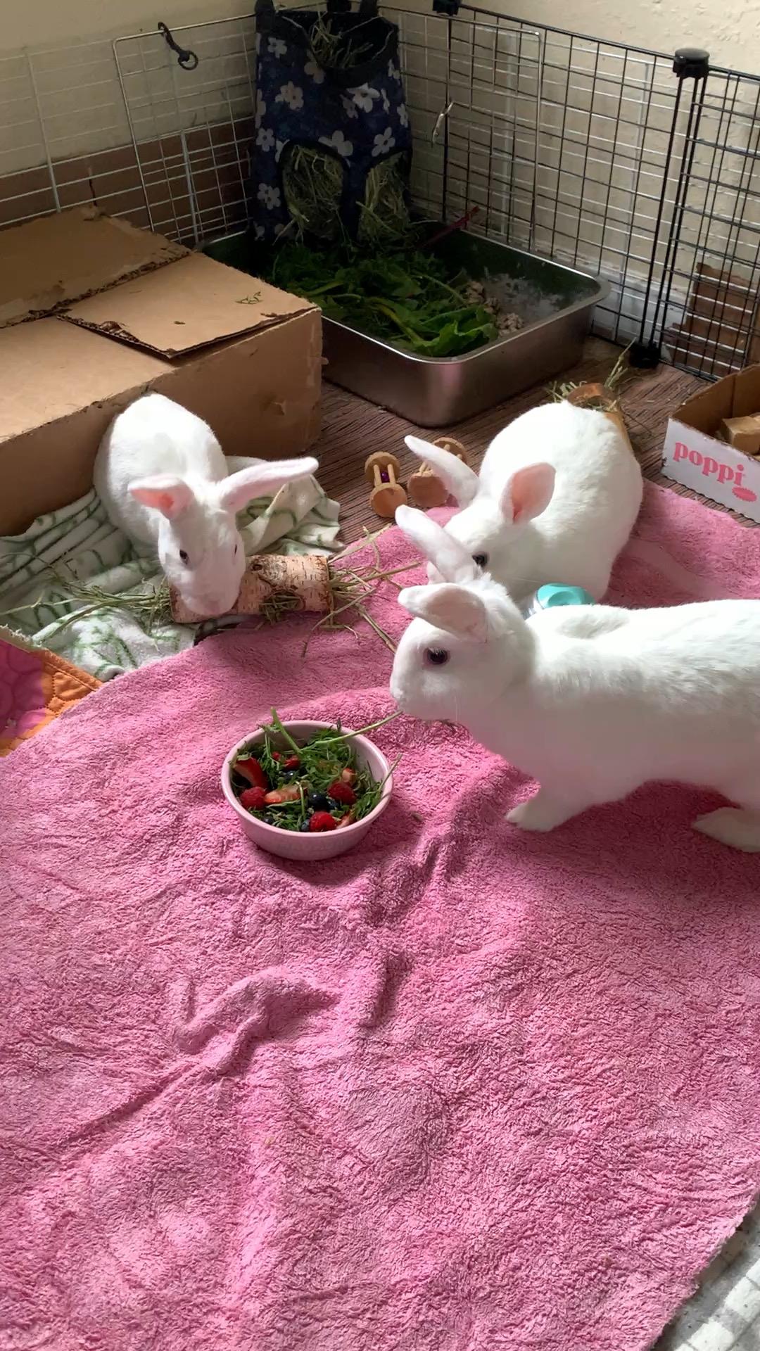 Delilah, Bijuo, and Pashmina, a ADOPTABLE Bunny Rabbit in Walnut Grove, CA image 6/6