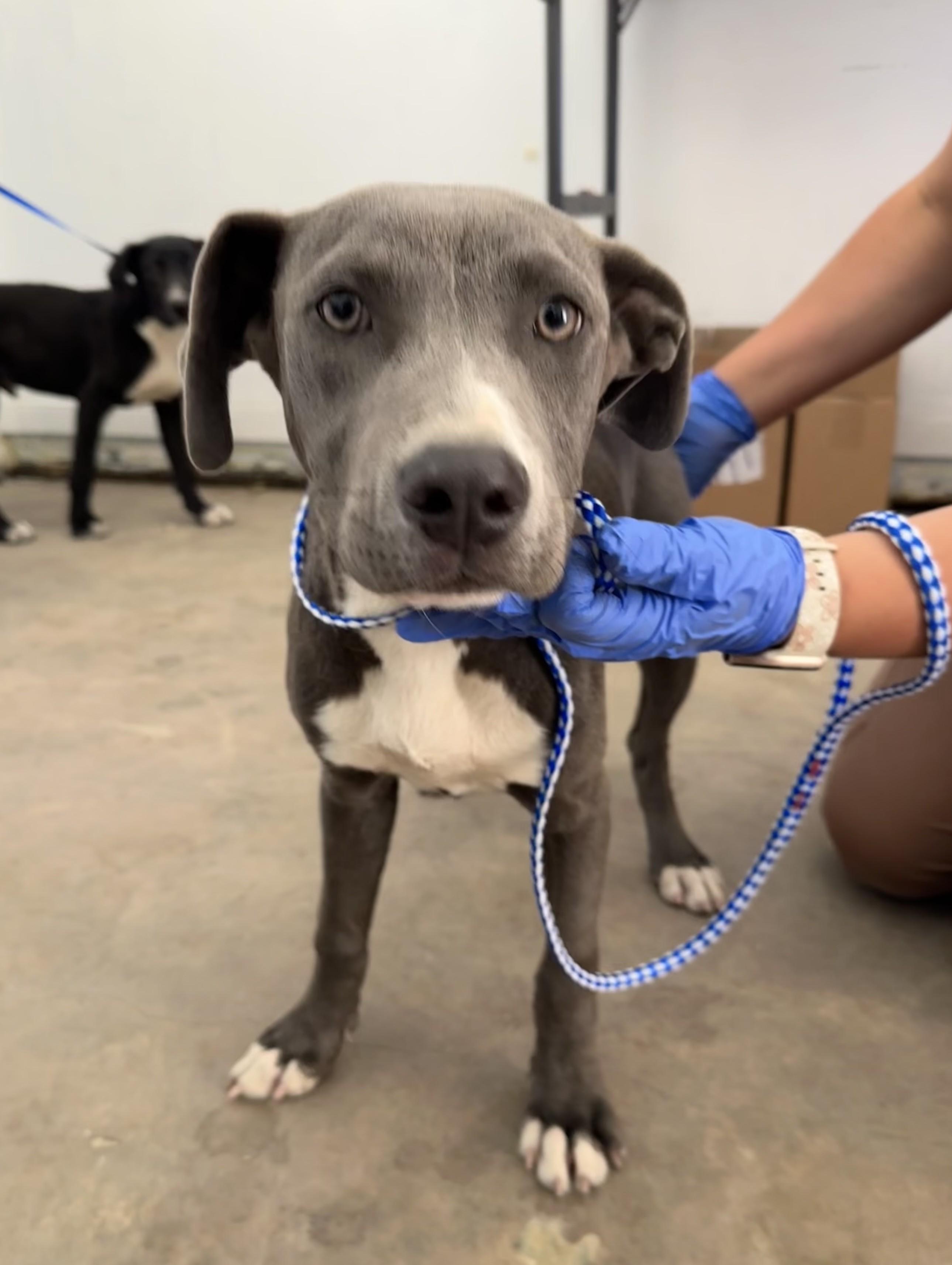 Moxie #4388 (806), Young Female Pit Bull Terrier