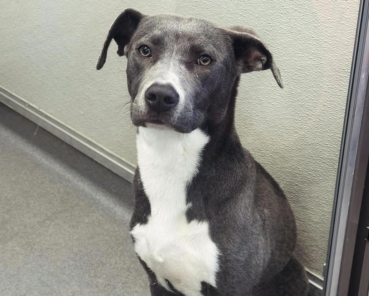 Moxie #4388 (806), Adoptable, Young Female Pit Bull Terrier.