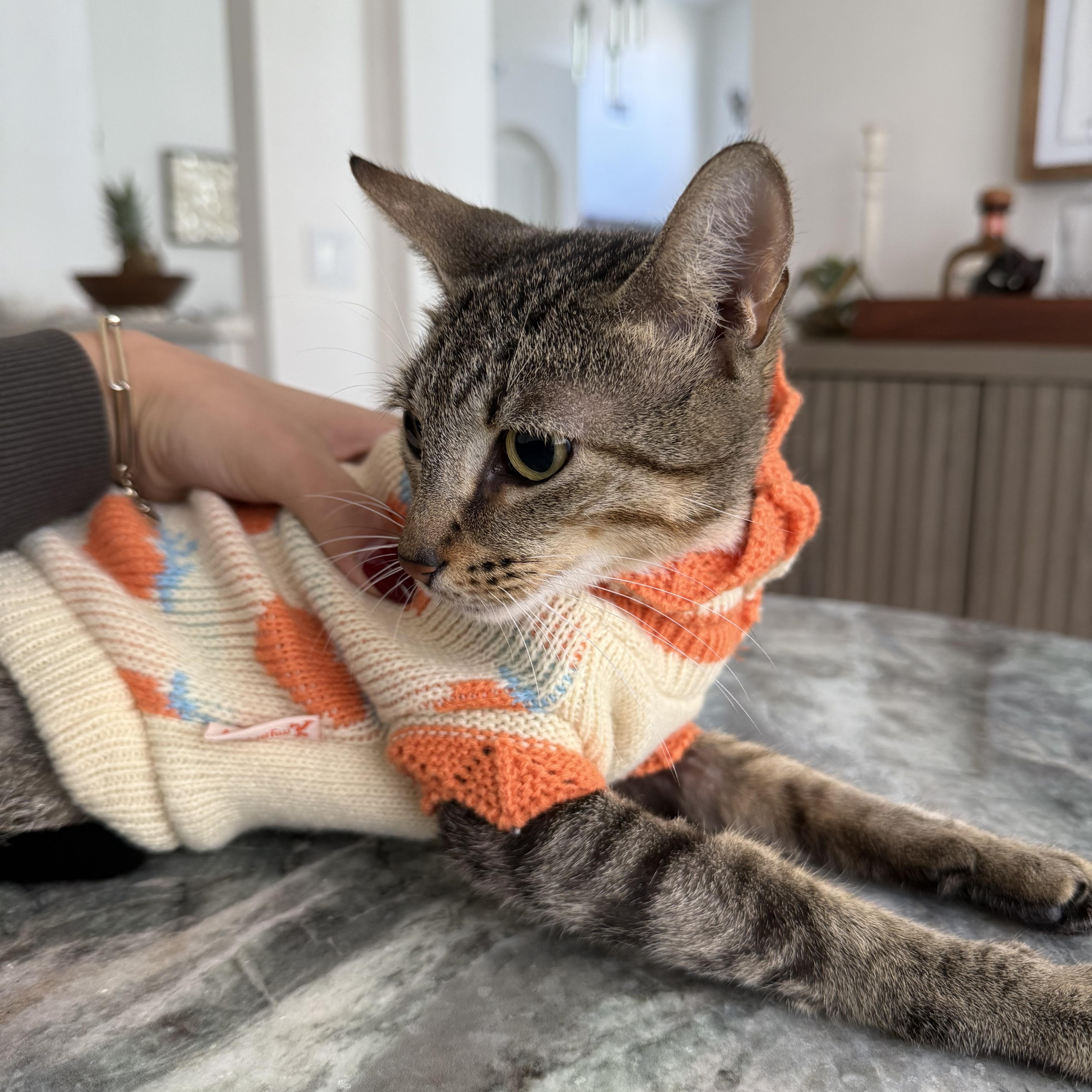 Lara, Adoptable, Young Female Domestic Short Hair.