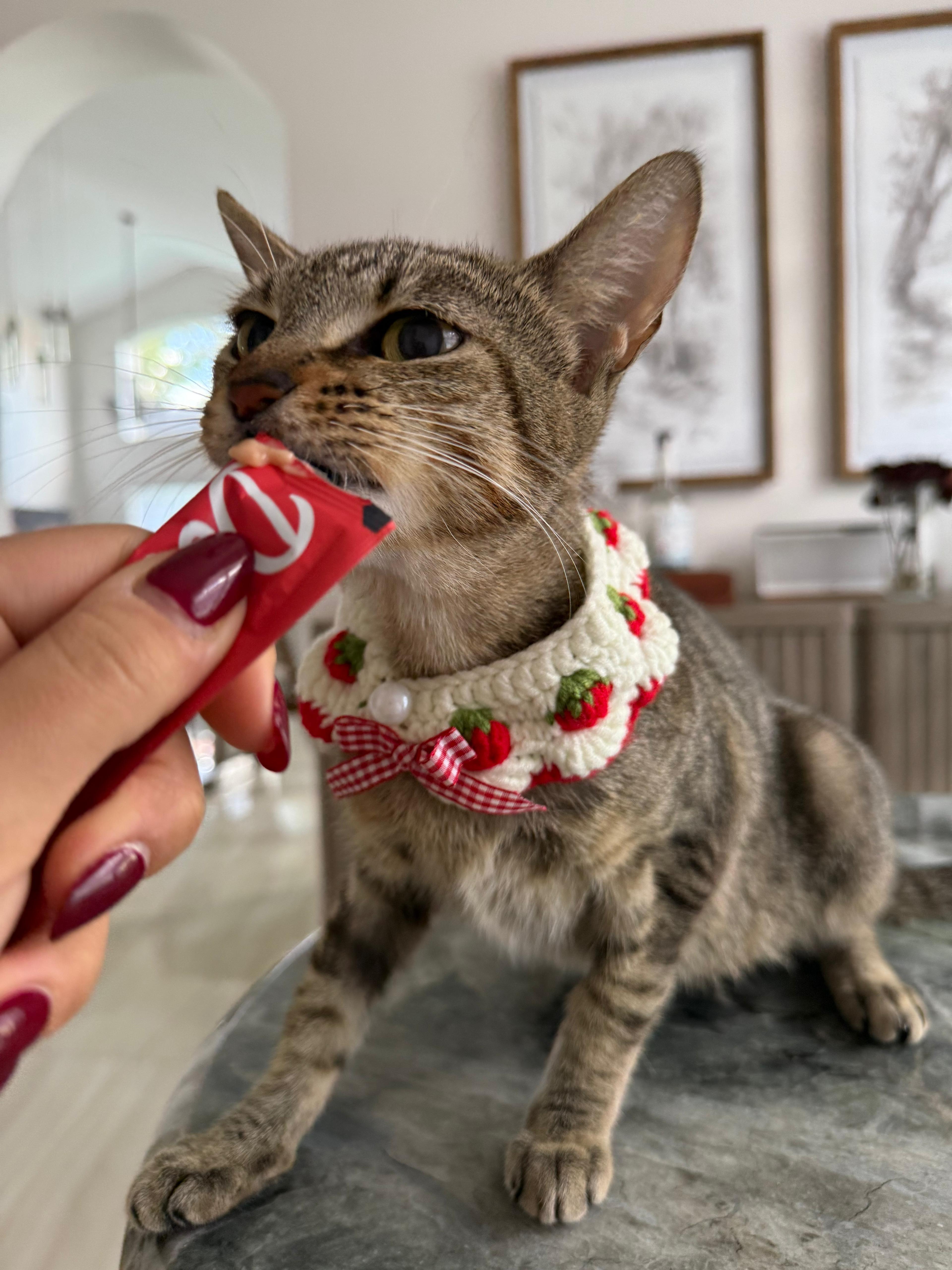 Enlarge Lara, a Adoptable Domestic Short Hair in Miami, FL image 3/4