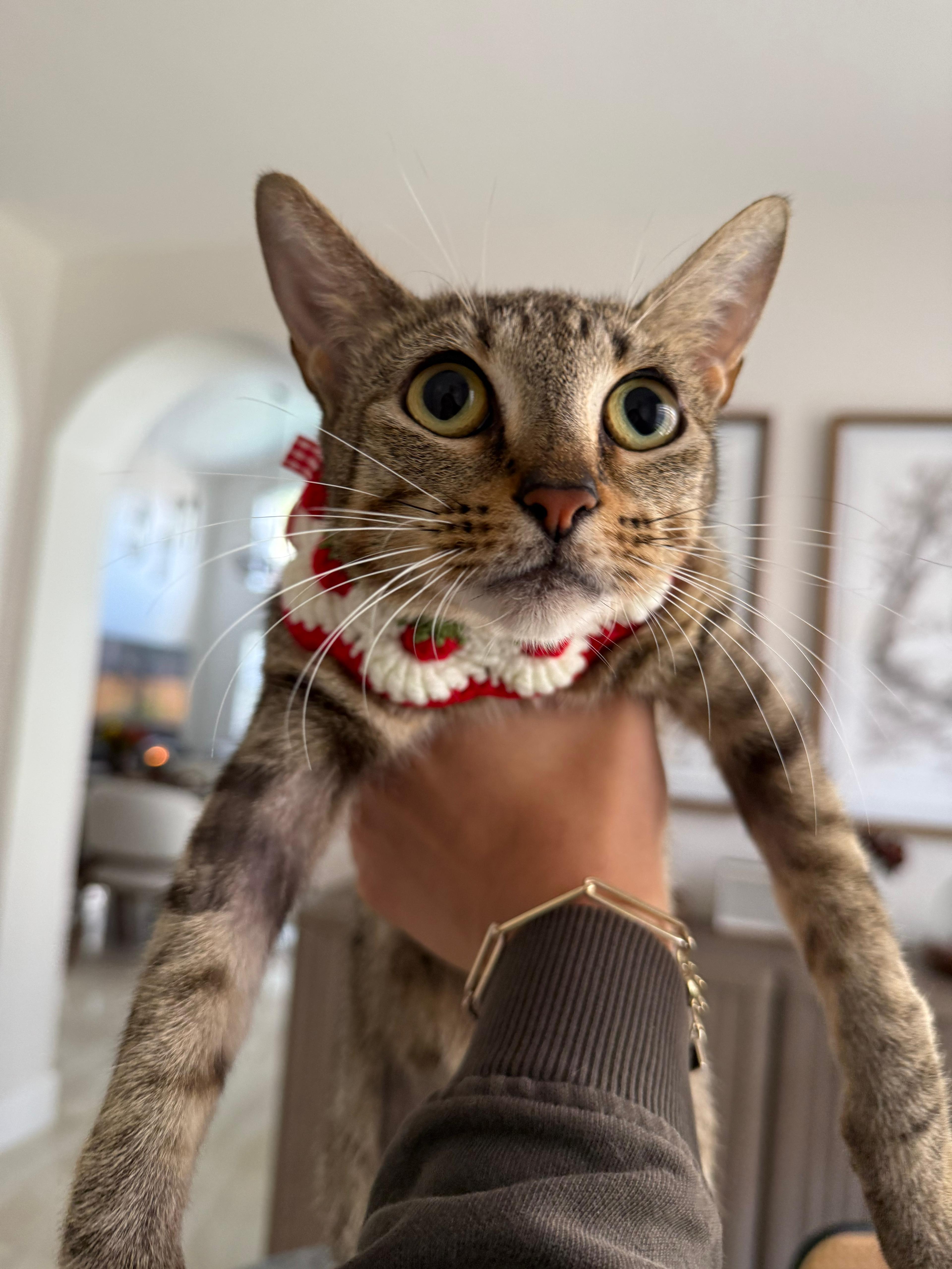 Enlarge Lara, a Adoptable Domestic Short Hair in Miami, FL image 4/4