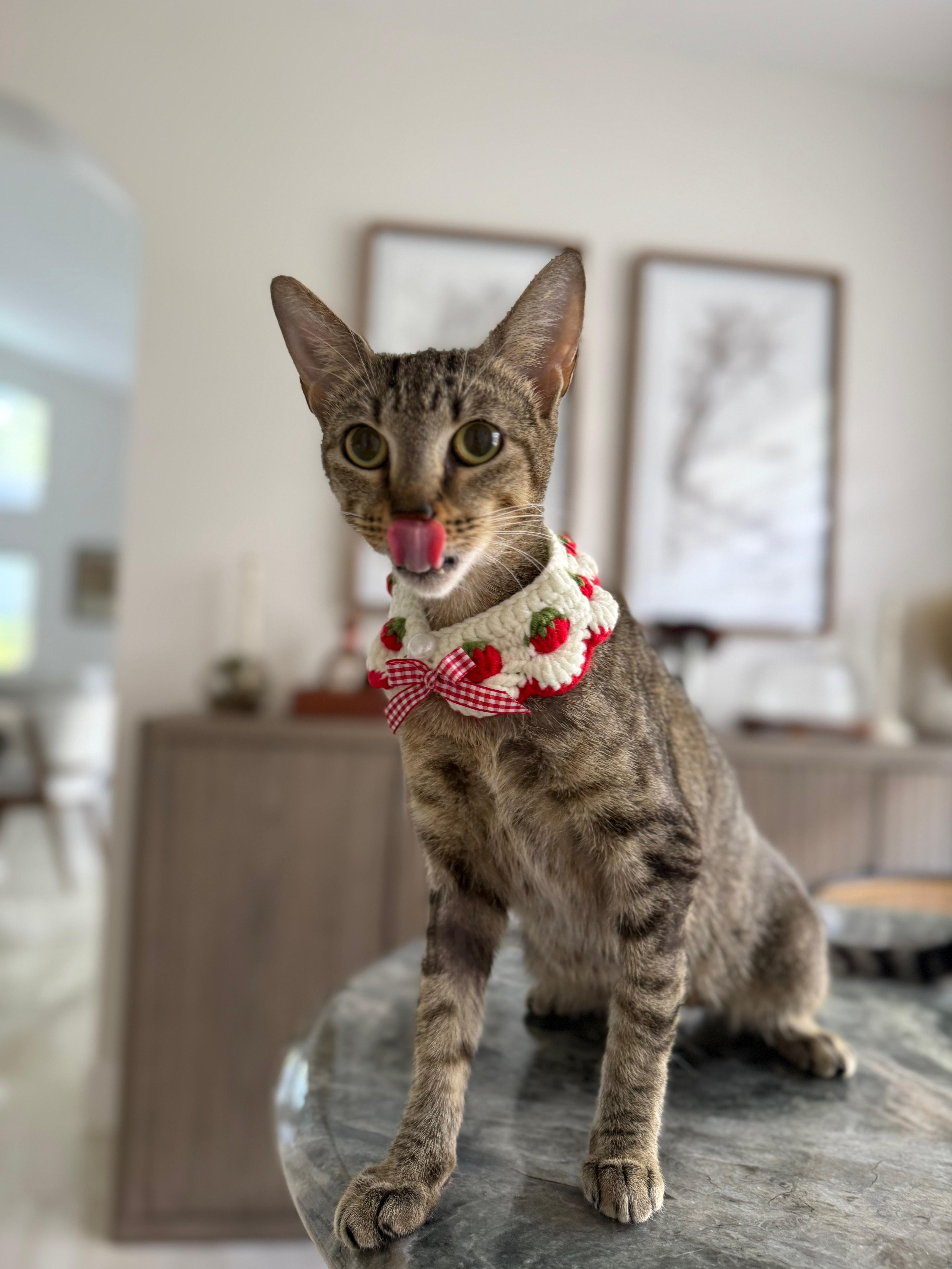 Enlarge Lara, a Adoptable Domestic Short Hair in Miami, FL image 1/4