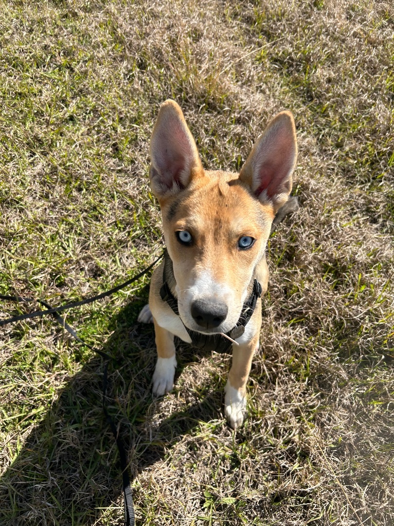 Peaches, Adopted, Puppy Female Husky & Corgi.