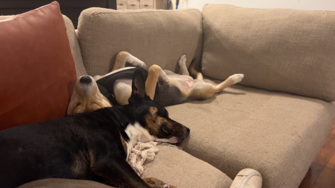 Enlarge Peaches, a Adopted mixed breed in New Caney, TX image 2/4