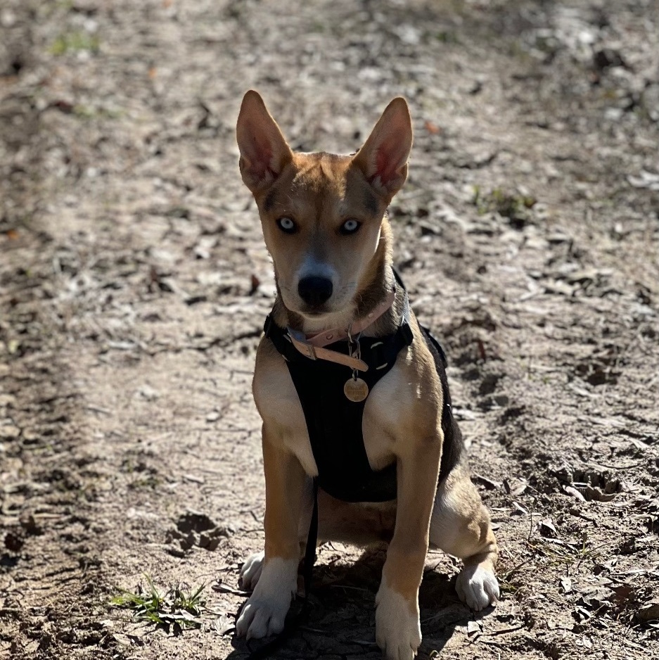 Enlarge Peaches, a Adopted mixed breed in New Caney, TX image 3/4