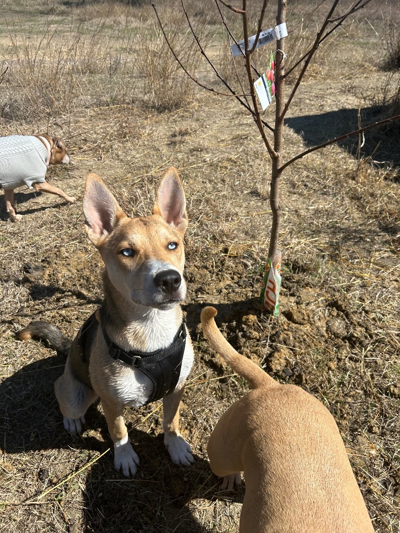 Enlarge Peaches, a Adopted mixed breed in New Caney, TX image 4/4