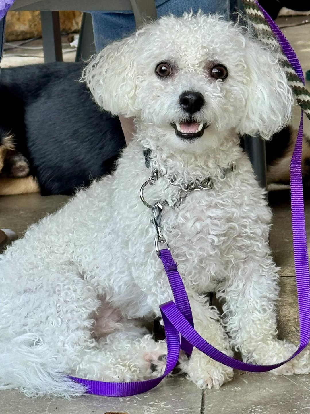 Ezra (CP), Adopted, Adult Male Bichon Frise.