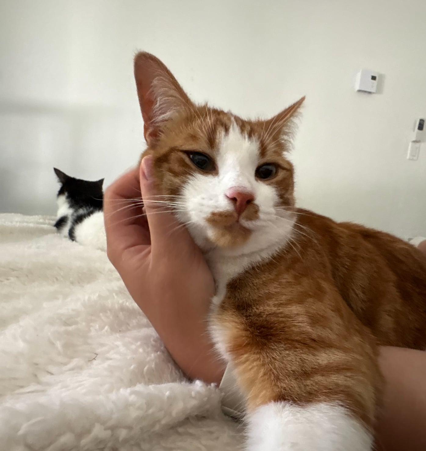 Enlarge Walt "Rex", a ADOPTABLE Domestic Short Hair in Shakespeare, ON image 6/6