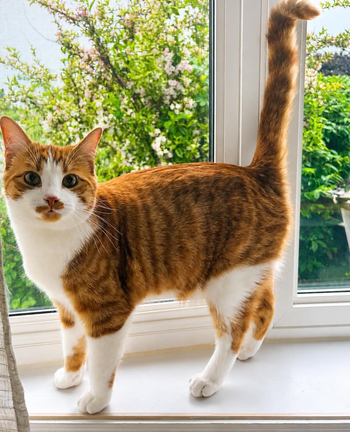 Walt "Rex", ADOPTABLE, Young Male Domestic Short Hair.