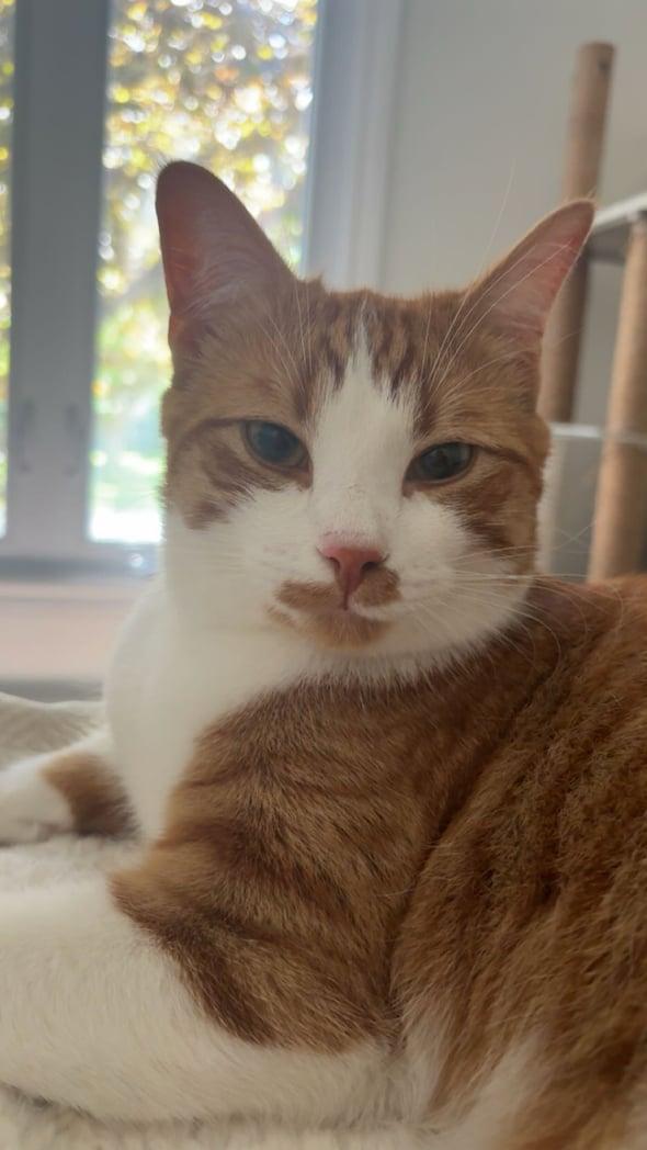 Enlarge Walt "Rex", a ADOPTABLE Domestic Short Hair in Shakespeare, ON image 3/6