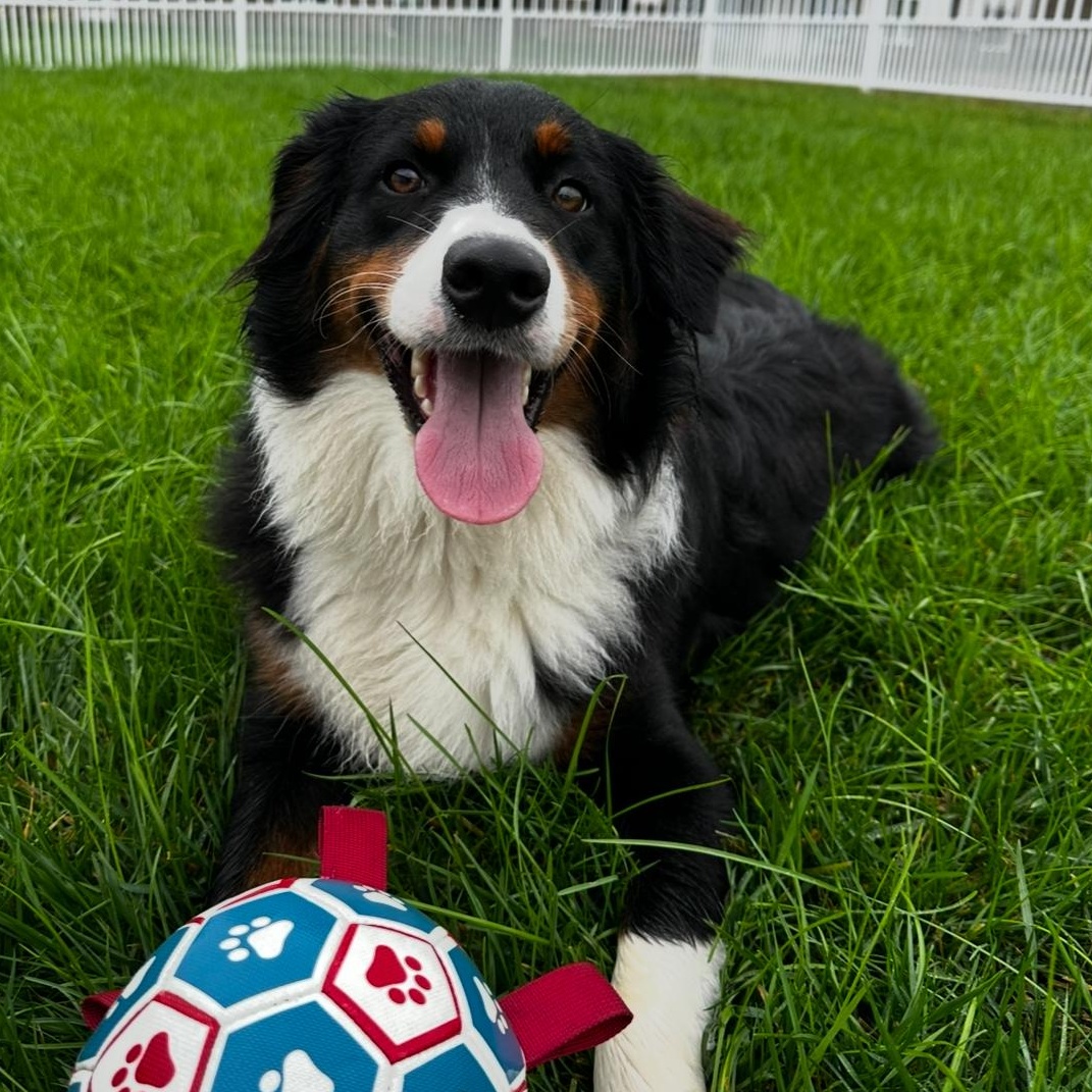 Goose, adopted, Adult Male Australian Shepherd.