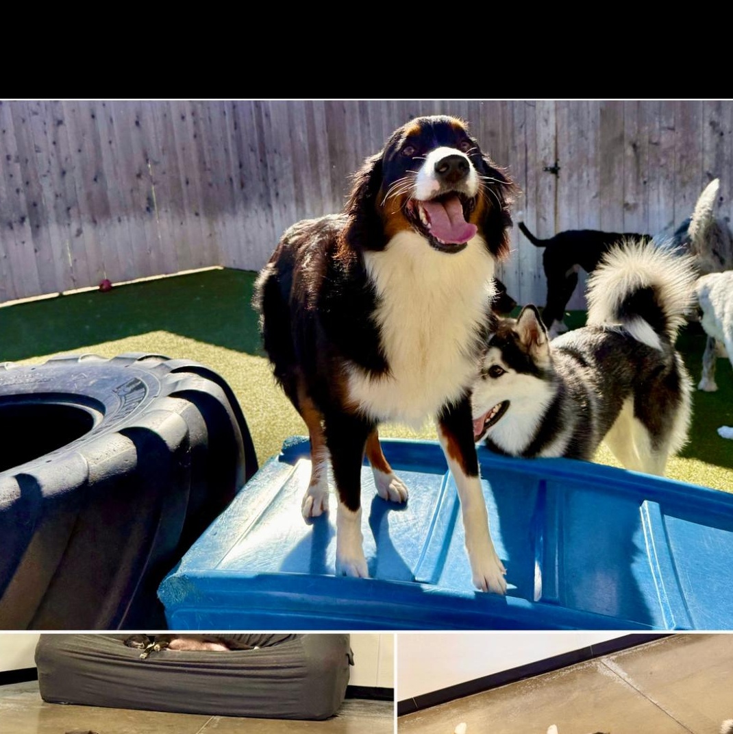 Goose, an adopted Australian Shepherd in Louisburg, KS image 2/5