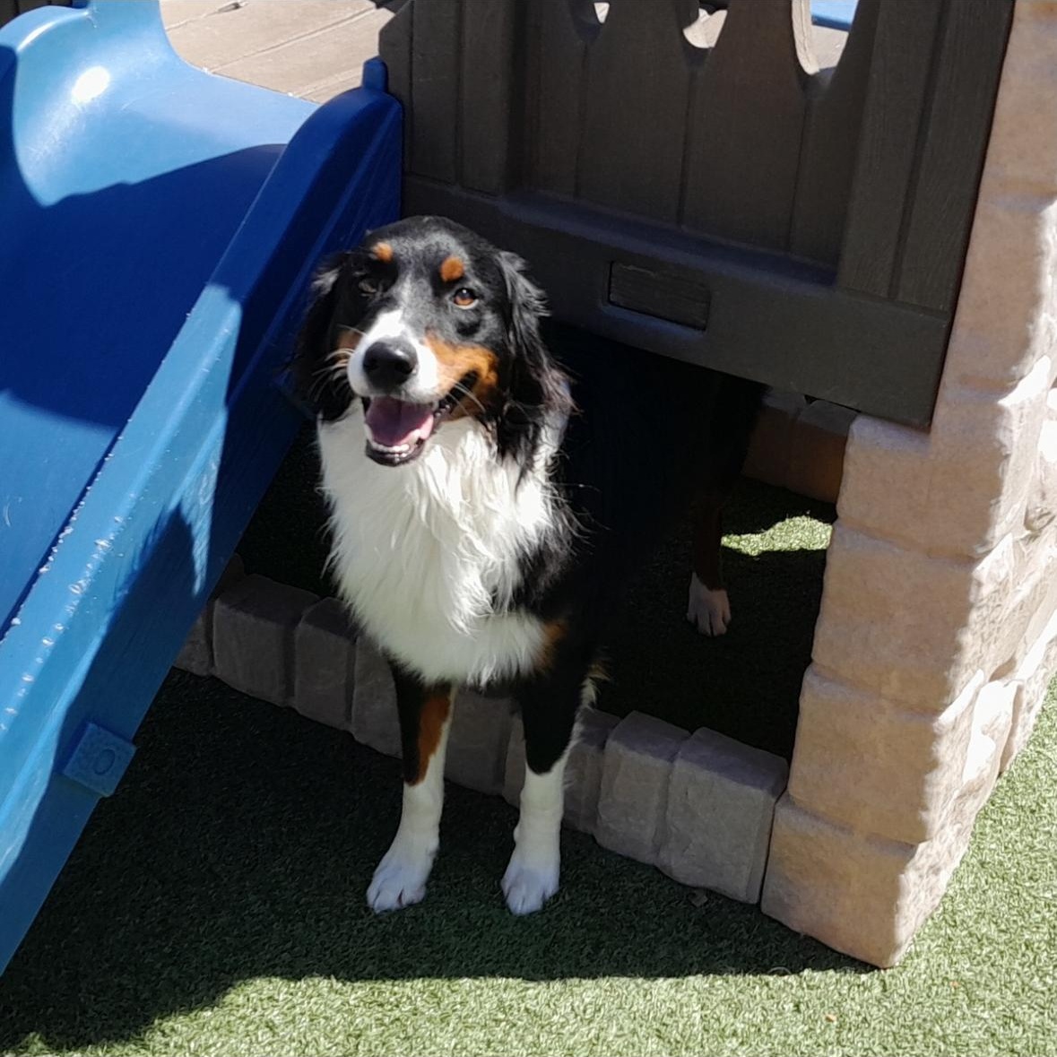 Goose, an adopted Australian Shepherd in Louisburg, KS image 5/5