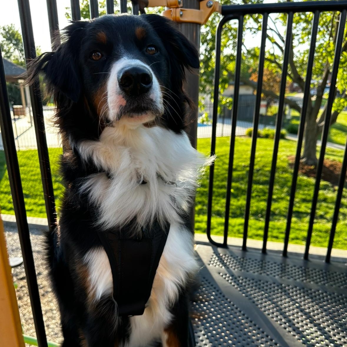 Goose, an adopted Australian Shepherd in Louisburg, KS image 3/5