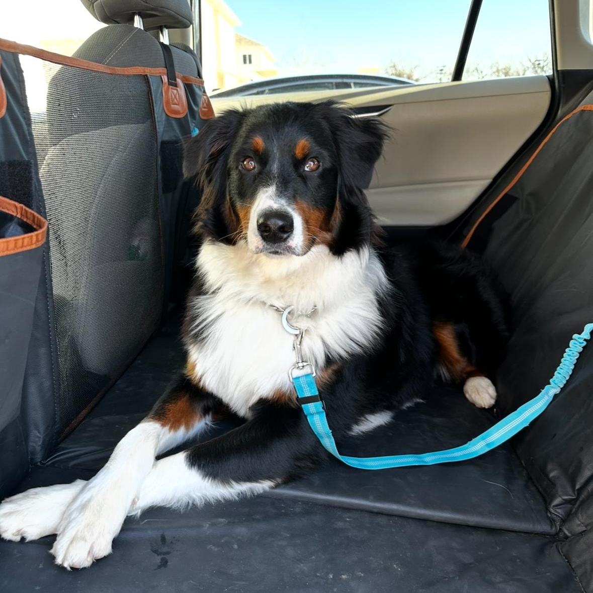 Goose, an adopted Australian Shepherd in Louisburg, KS image 4/5