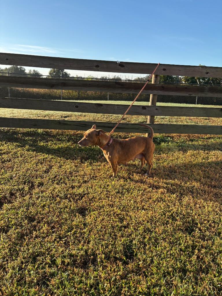 Enlarge Happy, a Adopted mixed breed in Wauchula, FL image 1/1