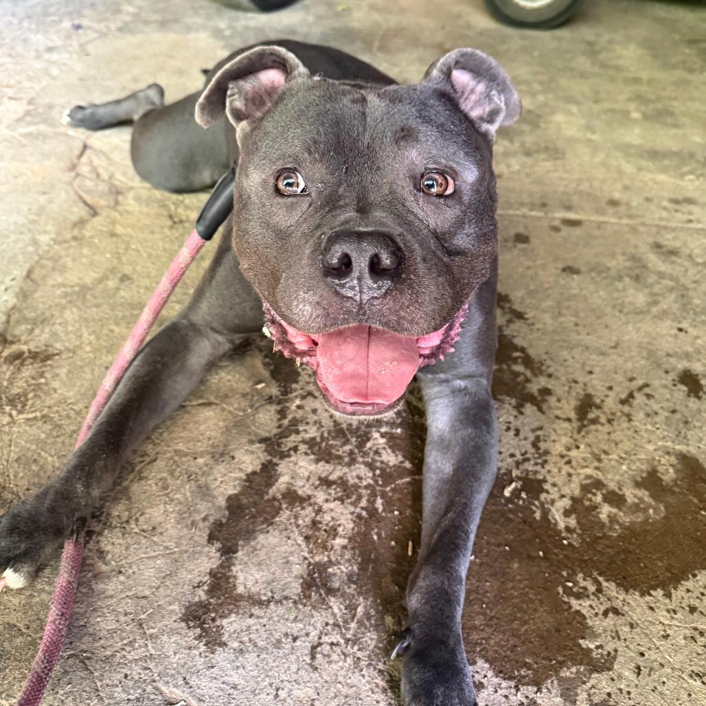Ford, Adoptable, Adult Male Mixed Breed.