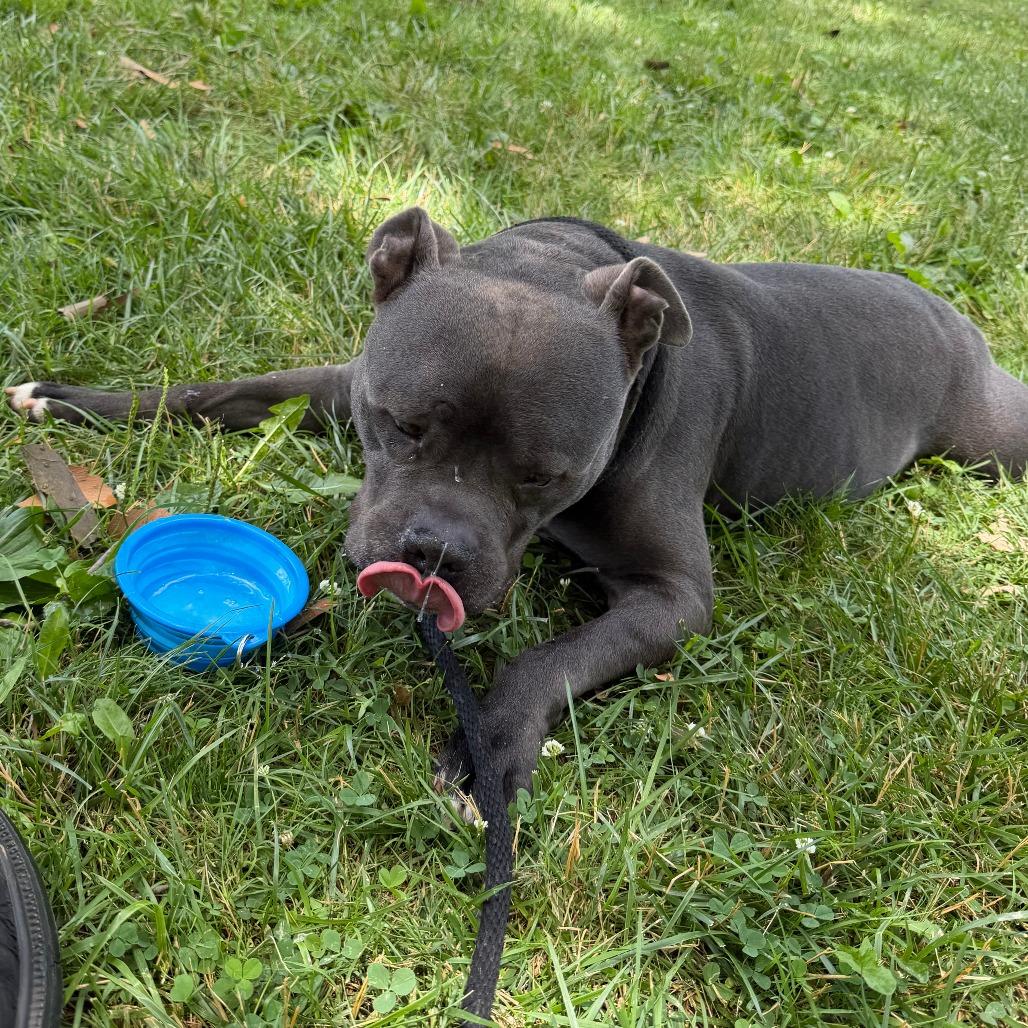 Enlarge Ford, a Adoptable Mixed Breed in Allentown, PA image 3/6