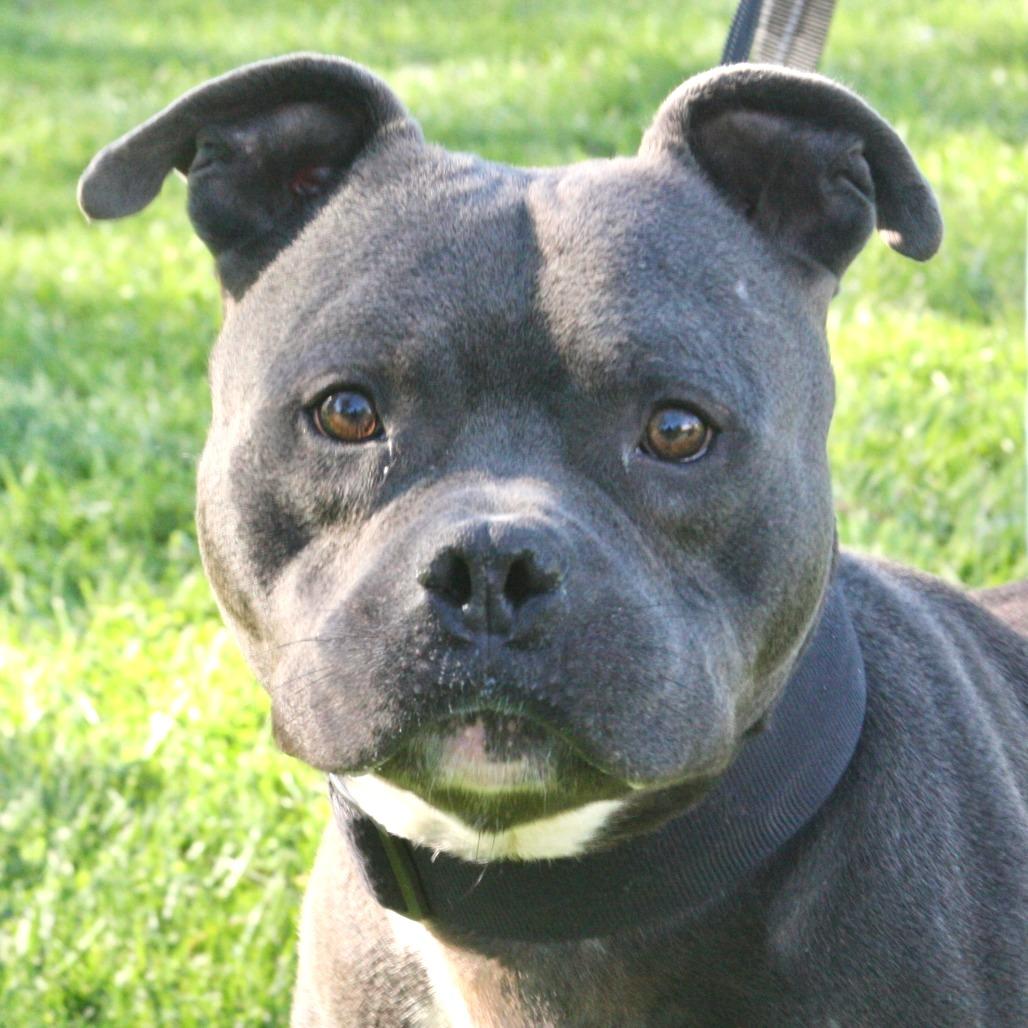 Enlarge Ford, a Adoptable Mixed Breed in Allentown, PA image 4/6