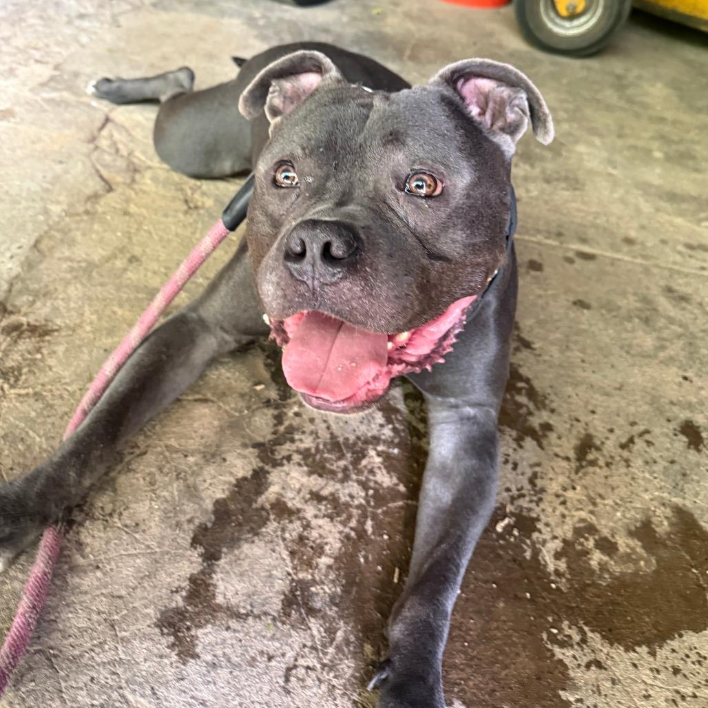 Enlarge Ford, a Adoptable Mixed Breed in Allentown, PA image 5/6