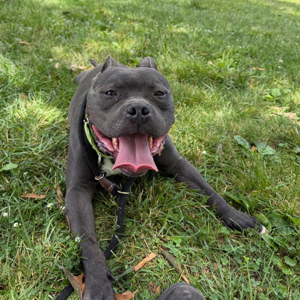 Enlarge Ford, a Adoptable Mixed Breed in Allentown, PA image 6/6