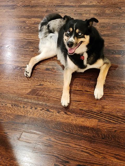 Enlarge Juniper, a Adoptable mixed breed in Denver, CO image 3/6