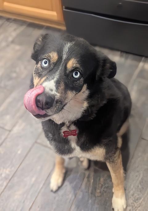 Enlarge Juniper, a Adoptable mixed breed in Denver, CO image 5/6