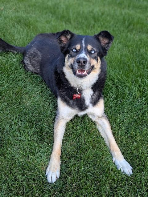 Enlarge Juniper, a Adoptable mixed breed in Denver, CO image 6/6