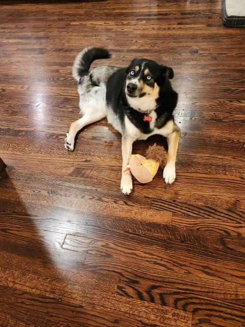 Enlarge Juniper, a Adoptable mixed breed in Denver, CO image 4/6