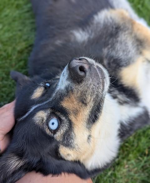 Juniper, Adoptable, Young Female Husky & Australian Cattle Dog / Blue Heeler.