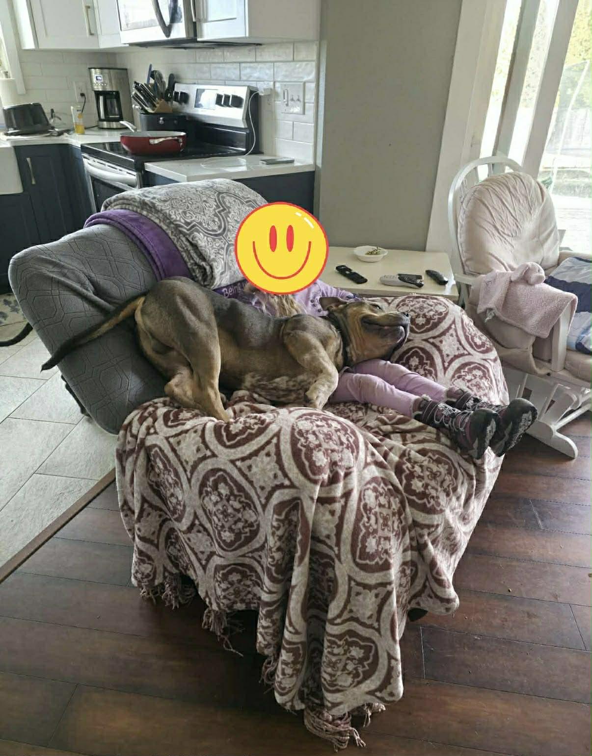 Enlarge Romeo, a ADOPTABLE mixed breed in Port Angeles, WA image 2/5