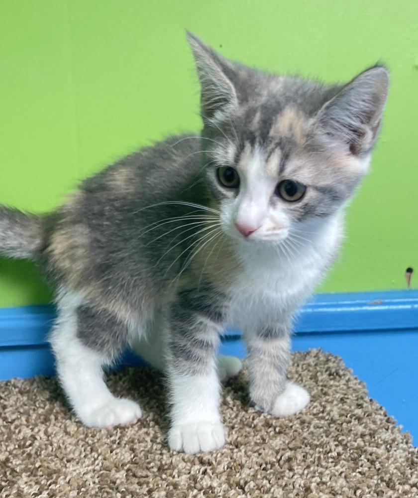Goldie, Adoptable, Kitten Female Domestic Medium Hair.