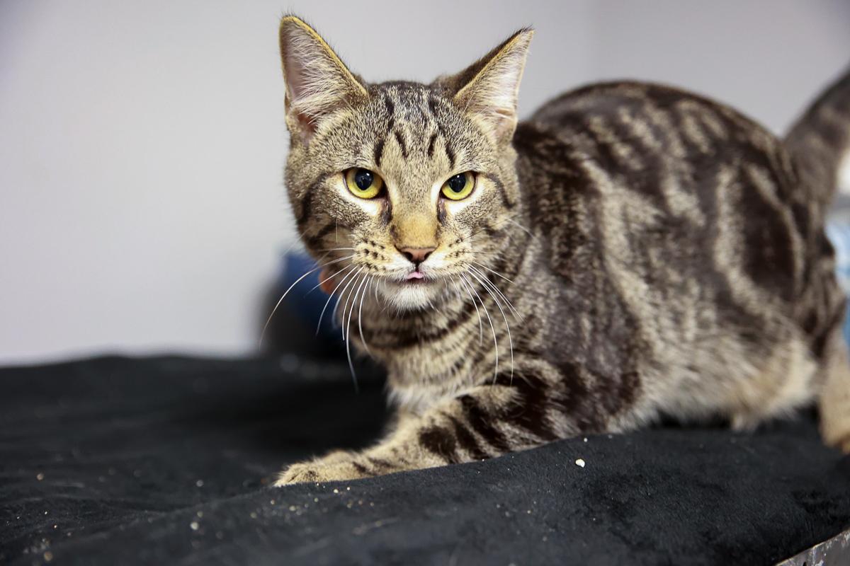 Enlarge Chirp , a Adoptable Domestic Short Hair in Loogootee, IN image 3/4